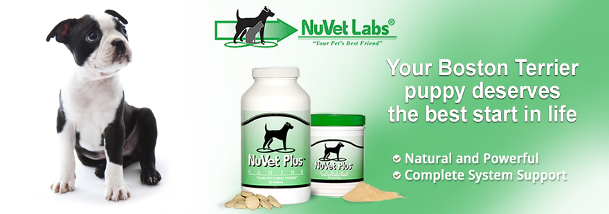 nuvet
                                                          labs dogs cats
                                                          vitamins
                                                          supplements
                                                          header